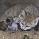 Illustration for article titled Surprise Sand Kittens are the Best Sand Kittens